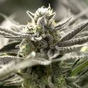 OGKZ Auto (Humboldt Seed Organization) Feminiserede
