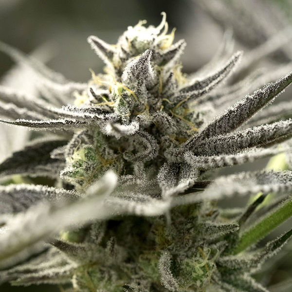 OGKZ Auto (Humboldt Seed Organization) Feminiserede