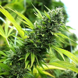 Banana Sapphire (Humboldt Seed Organization) feminiserede cannabisfr&oslash;