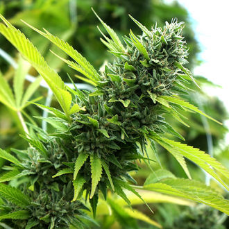Banana Sapphire (Humboldt Seed Organization) Feminiserede