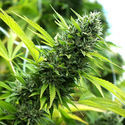 Banana Sapphire (Humboldt Seed Organization) Feminiserede