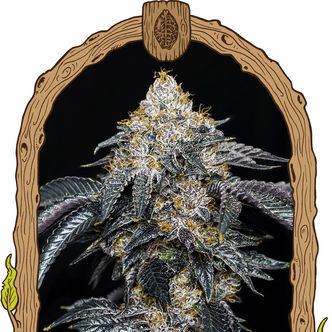 Quicklato Sherbet (Exotic Seed) feminiserede