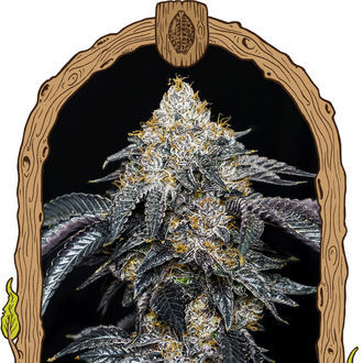 Quicklato Sherbet (Exotic Seed) Feminiserede