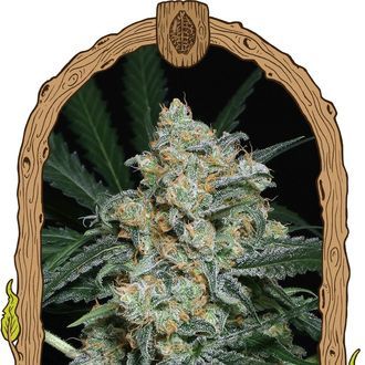 Zkittalicious Auto (Exotic Seed) Feminiserede