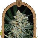 Zkittalicious Auto (Exotic Seed) Feminiserede