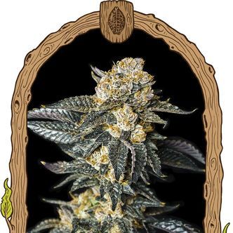 Zkittaberry Auto (Exotic Seed) feminiserede cannabisfr&oslash;