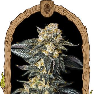 Zkittaberry Auto (Exotic Seed) Feminiserede
