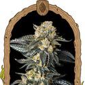 Zkittaberry Auto (Exotic Seed) Feminiserede
