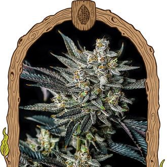 Jelly Bananen Auto (Exotic Seed) Feminiserede