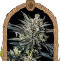 Jelly Bananen Auto (Exotic Seed) Feminiserede