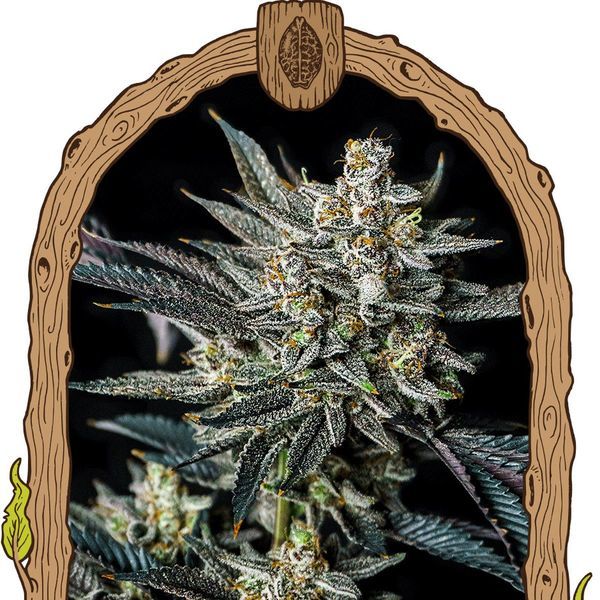 Jelly Bananen Auto (Exotic Seed) Feminiserede