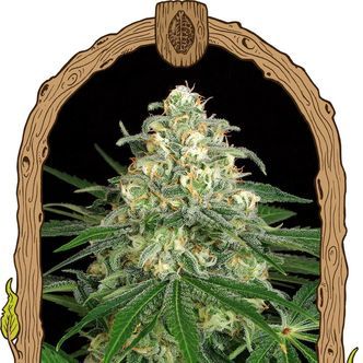Z&Z Auto (Exotic Seed) feminiserede