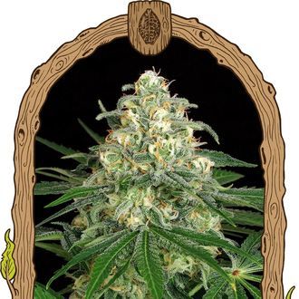 Z&Z Auto (Exotic Seed) Feminiserede