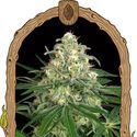 Z&Z Auto (Exotic Seed) Feminiserede