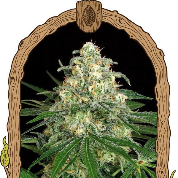 Z&Z Auto (Exotic Seed) Feminiserede