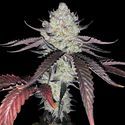 Marshmallow OG (Compound Genetics) Feminiserede