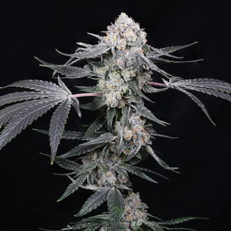 High Society (Compound Genetics) Feminiserede
