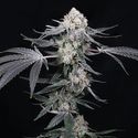 High Society (Compound Genetics) Feminiserede