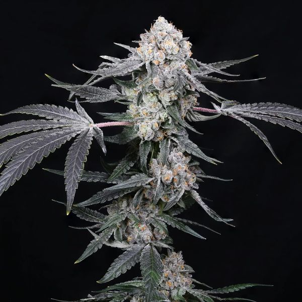 High Society (Compound Genetics) Feminiserede