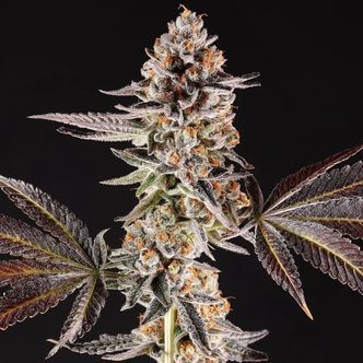 La Bomba (Compound Genetics) feminiseret