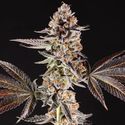 La Bomba (Compound Genetics) Feminiserede