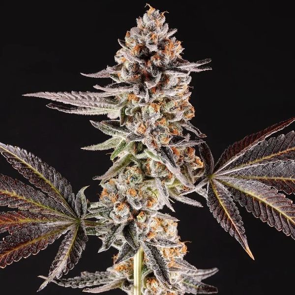 La Bomba (Compound Genetics) Feminiserede