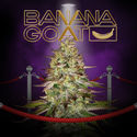 Banana GOAT (T.H. Seeds x Zamnesia Seeds) Feminiserede