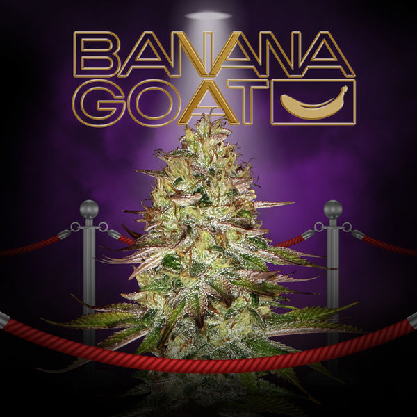 Banana GOAT (T.H. Seeds x Zamnesia Seeds) Feminiserede