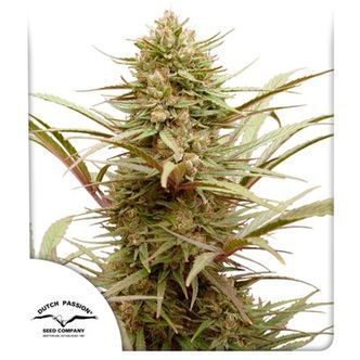 CBD Compassion (Dutch Passion) Feminiserede cannabisfr&oslash;