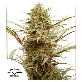 CBD Compassion (Dutch Passion) Feminiserede