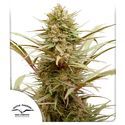 CBD Compassion (Dutch Passion) Feminiserede