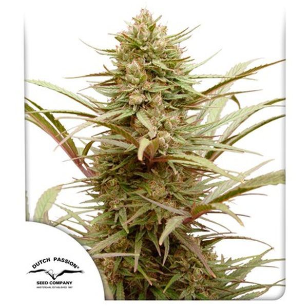 CBD Compassion (Dutch Passion) Feminiserede