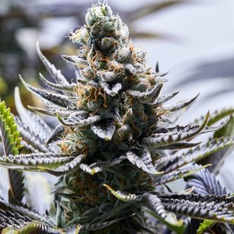 Chapel Of Love (Purple City Genetics) feminiserede cannabisfr&oslash;