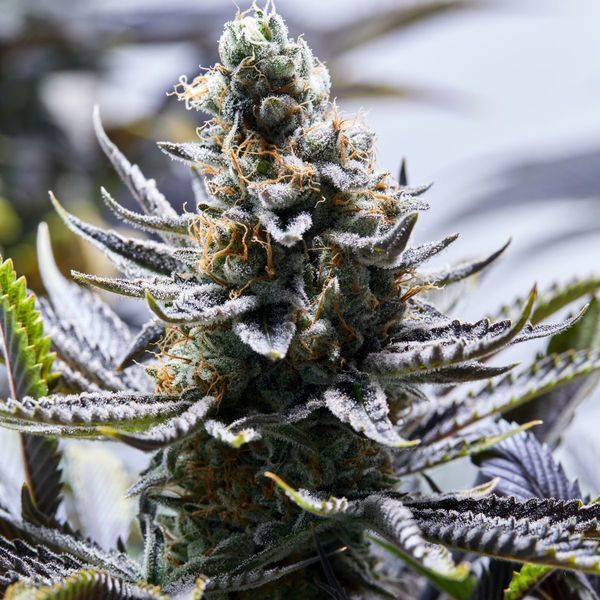 Chapel Of Love (Purple City Genetics) Feminiserede