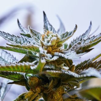Blueprint S1 (Purple City Genetics) Feminiserede