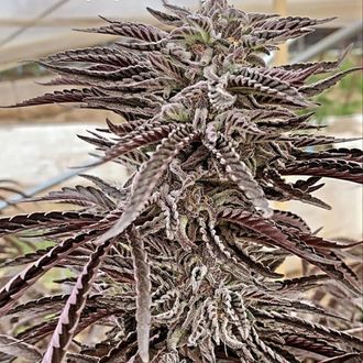 Fillmore Slim (Purple City Genetics) Feminiserede