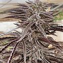 Fillmore Slim (Purple City Genetics) Feminiserede