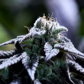Bulletproof Wallet (Purple City Genetics) feminiserede