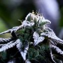 Bulletproof Wallet (Purple City Genetics) Feminiserede