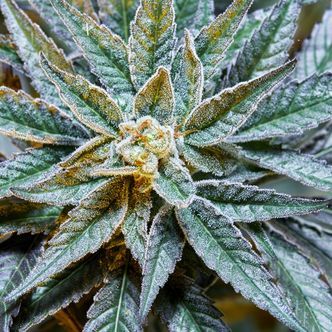 Gush Mints S1 (Purple City Genetics) Feminiserede cannabisfr&oslash;