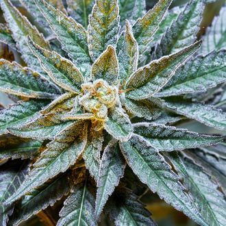 Gush Mints S1 (Purple City Genetics) Feminiserede