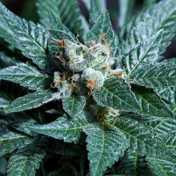 Platinum Bird (Purple City Genetics) Feminiserede