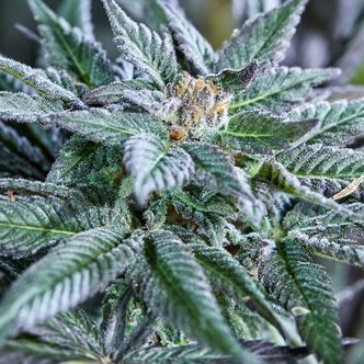 Berry Bonds Auto (Purple City Genetics) Feminiserede