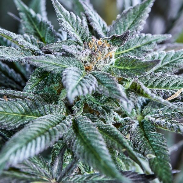 Berry Bonds Auto (Purple City Genetics) Feminiserede