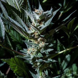 Velvet Lushers (Purple City Genetics) Feminiserede