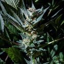 Velvet Lushers (Purple City Genetics) Feminiserede