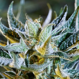 Afberry (Purple City Genetics) feminiserede cannabisfr&oslash;