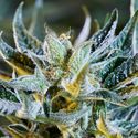 Afberry Autoflower (Purple City Genetics) Feminiserede