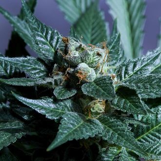 Acid Wash (Purple City Genetics) Feminiserede
