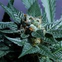 Acid Wash (Purple City Genetics) Feminiserede